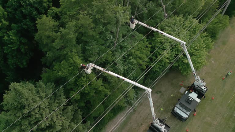 How Our Tree Care Process Works  in  Licking, MO